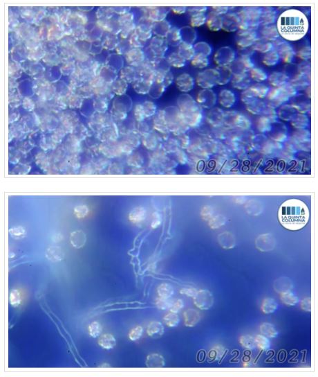 Nanotubes inconnus
